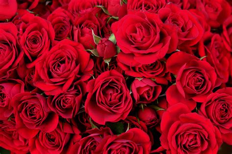 Top 8 Red Roses for Valentine's Day Ideas