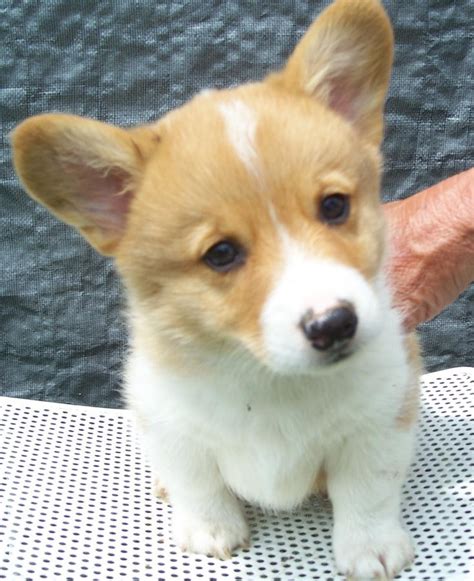 Pembroke Welsh Corgi Puppies For Sale | New Jersey 3, NJ #201725