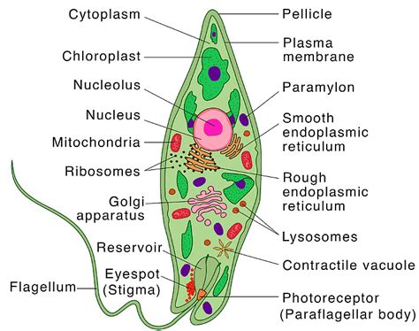 Kingdom Protista: Euglenoids, Slime Moulds & Protozoans - Notes | Study Biology Class 11 - NEET