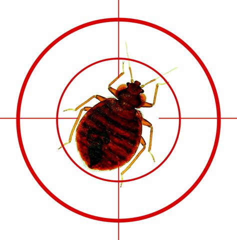 Heat treatment for bed bugs – what to look out for; and what to avoid at all costs!! | Pest ...