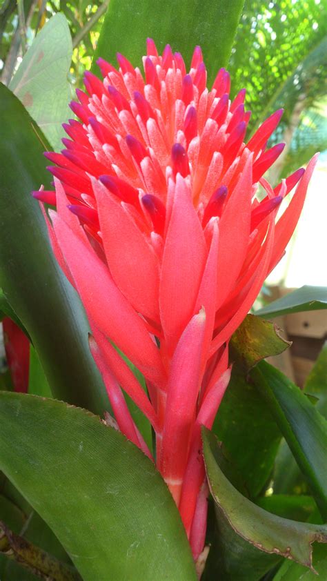 bromelia | Flores exóticas, Jardines, Flores