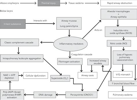 Pathophysiology of acute smoke inhalation injury | Download Scientific ...