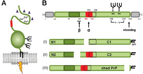 Schematic representation of the prion protein. (A) The prion protein is... | Download Scientific ...