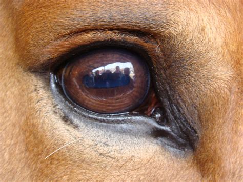 bing.com I love their big, soulful eyes | Horse facts, Horses, Beautiful horses