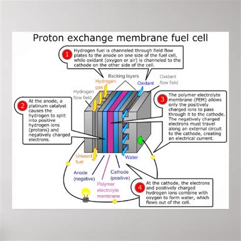 Proton Exchange Membrane Fuel Cell Diagram Poster | Zazzle