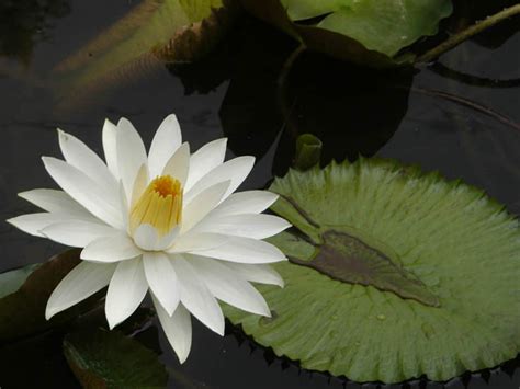 Nymphaea lotus (Tiger Lotus) - World of Flowering Plants