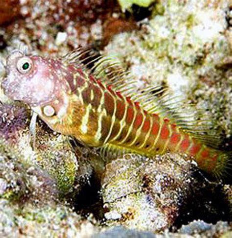 Blenny – Richmond Aquarium