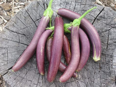 Long Purple Eggplant | White Harvest Seed Company