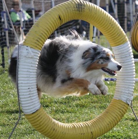 Australian Shepherd Training Tips #dogtrainingjumping (With images ...