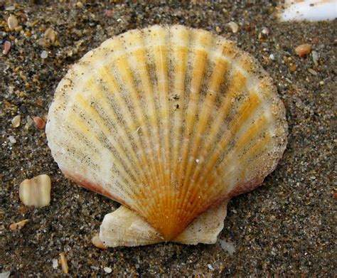 Scallop shell - a photo on Flickriver