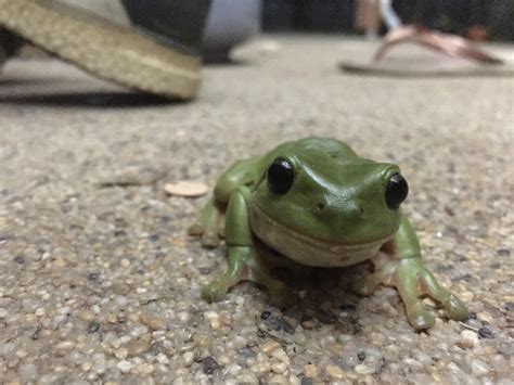 Smiling frog :) : r/frogs