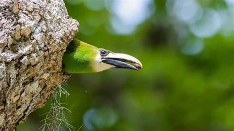 Emerald Toucanet Pictures - AZ Animals