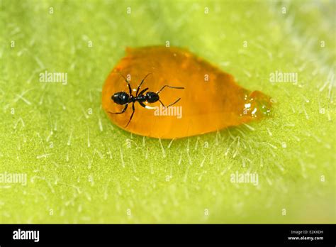 Ant in amber Stock Photo - Alamy