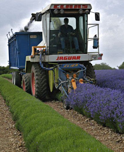 Cotswold Lavender - English Lavender Products & Essential Oils | Harvesting lavender, Lavender ...