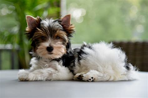 Biewer Terrier Haircuts: Top 4 Fashionable Hairstyles