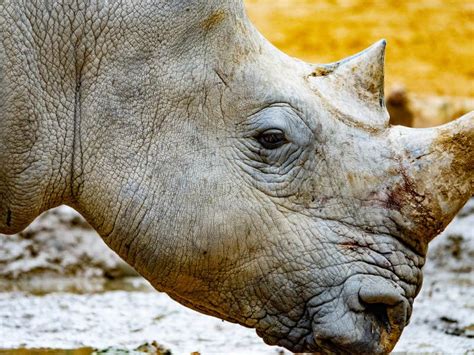 Rhinoceros head close-up stock photo. Image of park, mammal - 162508