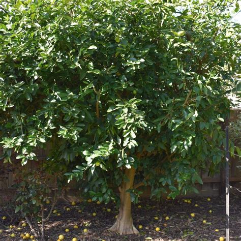 How to prune citrus trees | Bunnings Workshop community