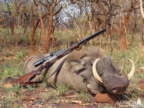 16.5 inch Warthog hunted in CAR with Central African Wildlife ...