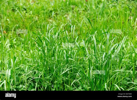 Blades of grass, red fescue or creeping red fescue grass (Festuca Stock Photo: 61995365 - Alamy