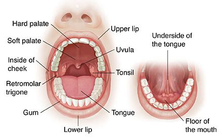 Parts of the Mouth | Saint Luke's Health System