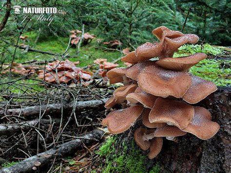 Armillaria ostoyae Pictures, Dark Honey Fungus Images, Nature Wildlife ...