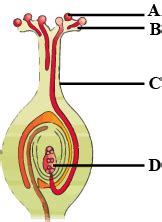 Fertilization Process Diagram