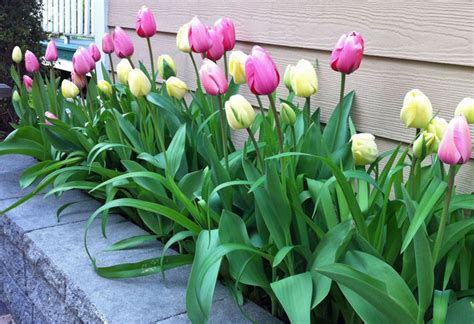 NY Landscape Design Tulip Bed, Flowerbed, Bulbs - Traditional - Landscape - New York - by Amber ...