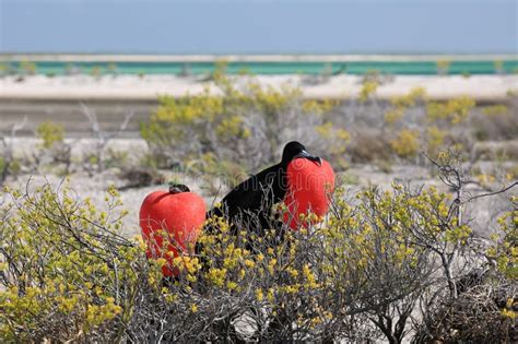 Male Great Frigatebirds during Mating Season Stock Image - Image of ...