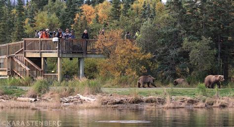 Day Tours to Brooks Falls from Anchorage | Katmai Air