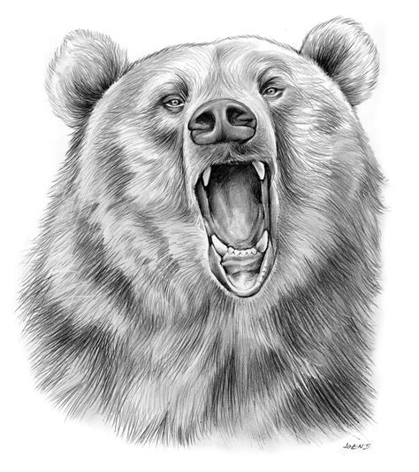 Growling Bear Drawing by Greg Joens