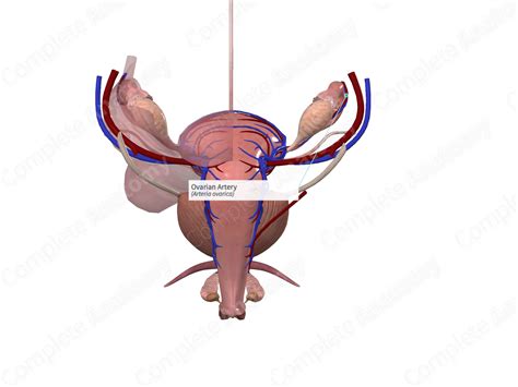 Ovarian Artery (Right) | Complete Anatomy