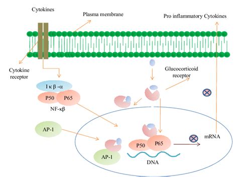 Mechanism of action of glucocorticoids on NF-and AP-1. NF-may be... | Download Scientific Diagram