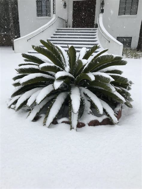 Charleston Snow Storm Photo Gallery (1/3/18) | Holy City Sinner