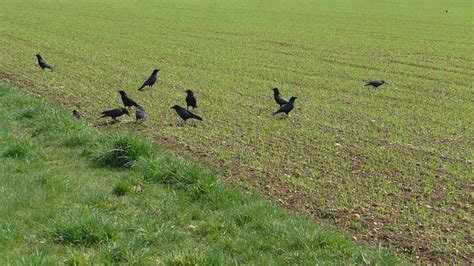 How To Tell Crows From Ravens (4 Major Differences)