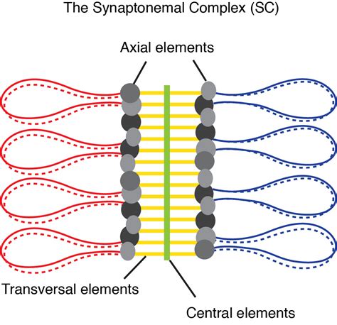 Crossover formation – Claeys Bouuaert Laboratory