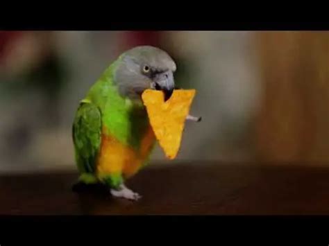 How to Keep Your Parrot Healthy Using a Parrot Diet Chart | Birds Coo