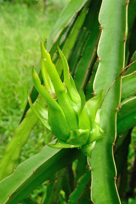 Green Dragon Fruit on a Tree in Farm of Thailand Stock Photo - Image of growing, ripe: 32996922