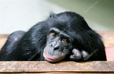 Sad chimpanzee chimp monkey ape face (Pan troglodytes) also know as a ...