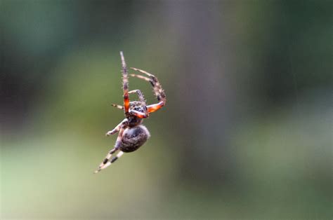 All About the Characteristics of a Spider