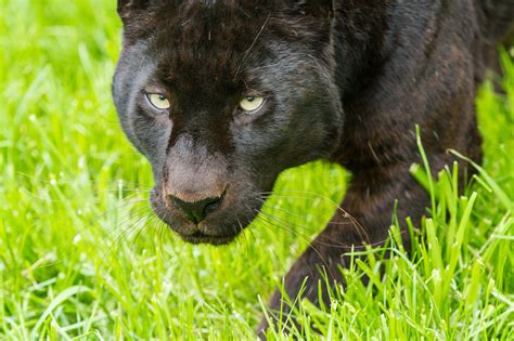 Black panther cat wallpaper | animals | Wallpaper Better