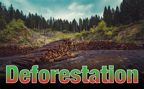 What Is Deforestation For Kids: Information And Facts