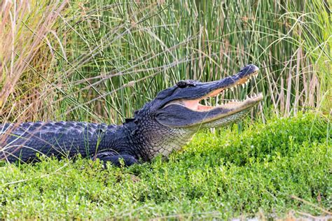 6 Free Alligator Viewing Options Shared By A Local