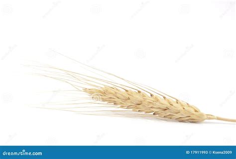 Spikelet Of Wheat Stock Photos - Image: 17911993