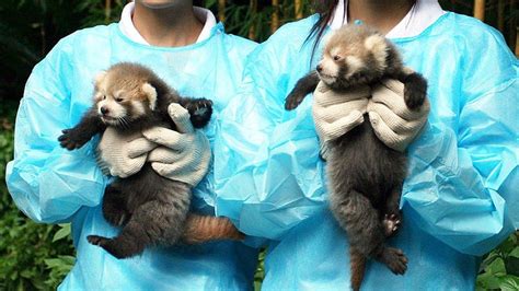 Red pandas are two species, not one - BBC News