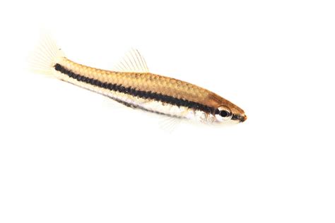 Female Bluefin Killifish | Fisheating Creek Wildlife Management Area, FL | Florida Landscape ...