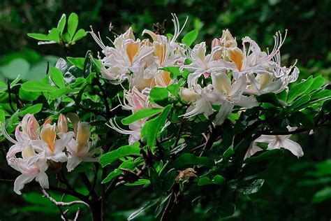 J20170511-0019—Rhododendron occidentale—RPBG—DxO | Rhododend… | Flickr