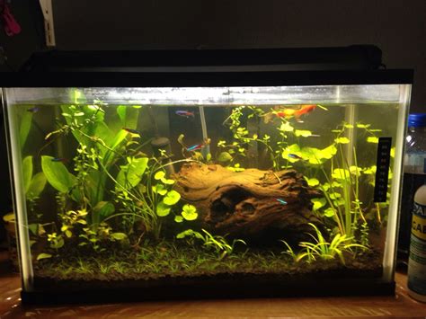 10 gallon aquarium planted - Google Search | 10 Gallon Aquarium ...