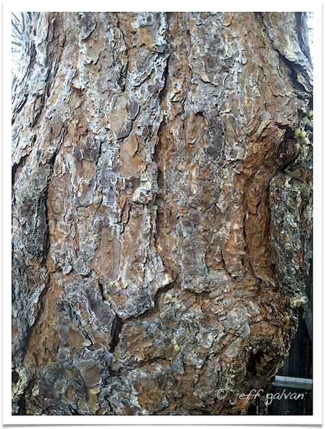 Scotch Pine Bark | Boulder Tree Care - Pruning & Tree Removal Services