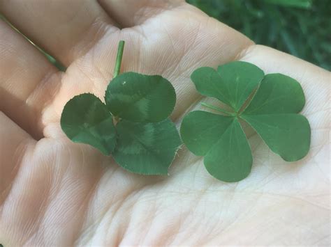 How to Identify Wood Sorrel — Foraging for Edible Wild Garden Weeds