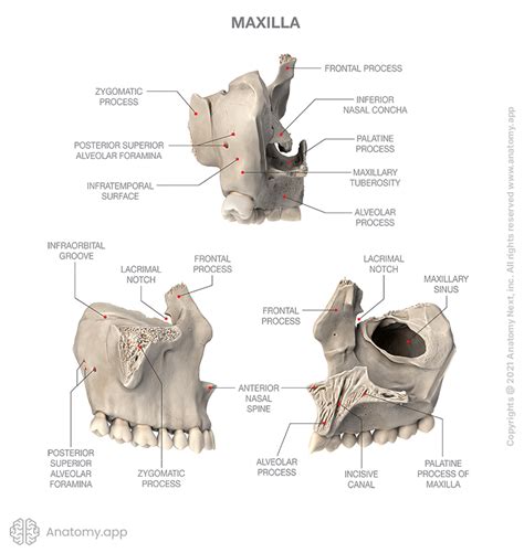 Maxilla | Encyclopedia | Anatomy.app | Learn anatomy | 3D models, articles, and quizzes